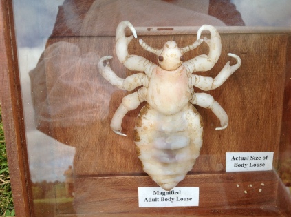Model of Human body louse, WW1 display & workshop